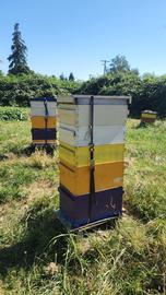  Hives strapped to avoid toppling; photo by Elaine Timm
